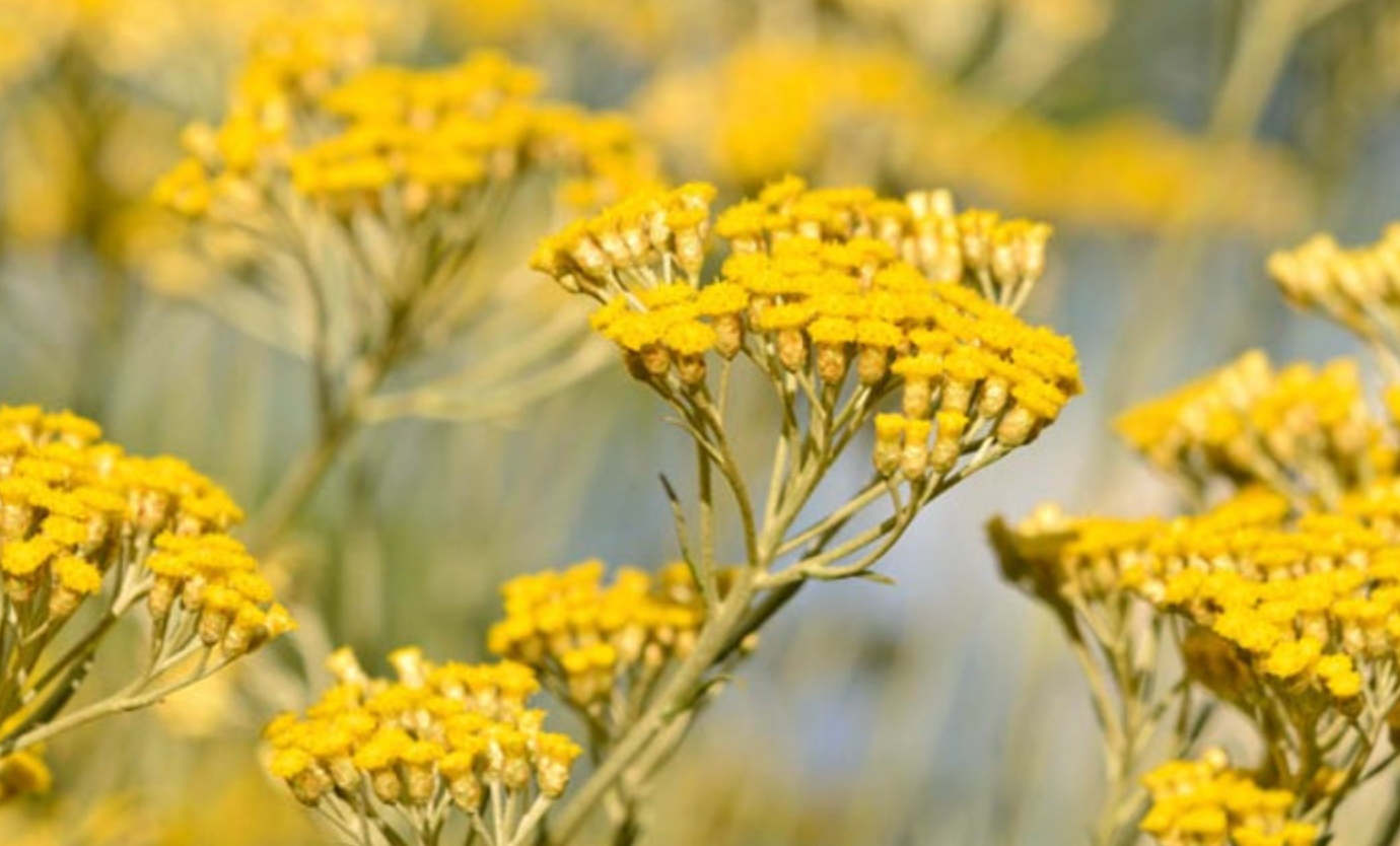 Helichrysum Italicum: The Immortal Healer