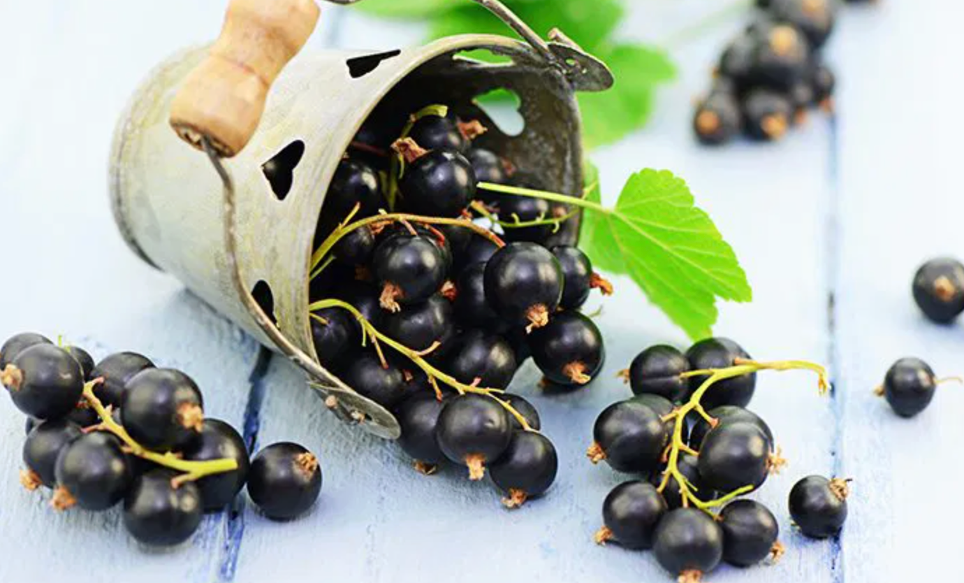 Blackcurrant Seed Oil: The Anti-Inflammatory Powerhouse