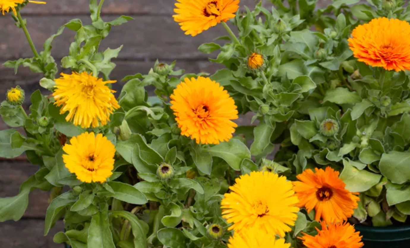 Calendula Officinalis: Nature's Golden Healer