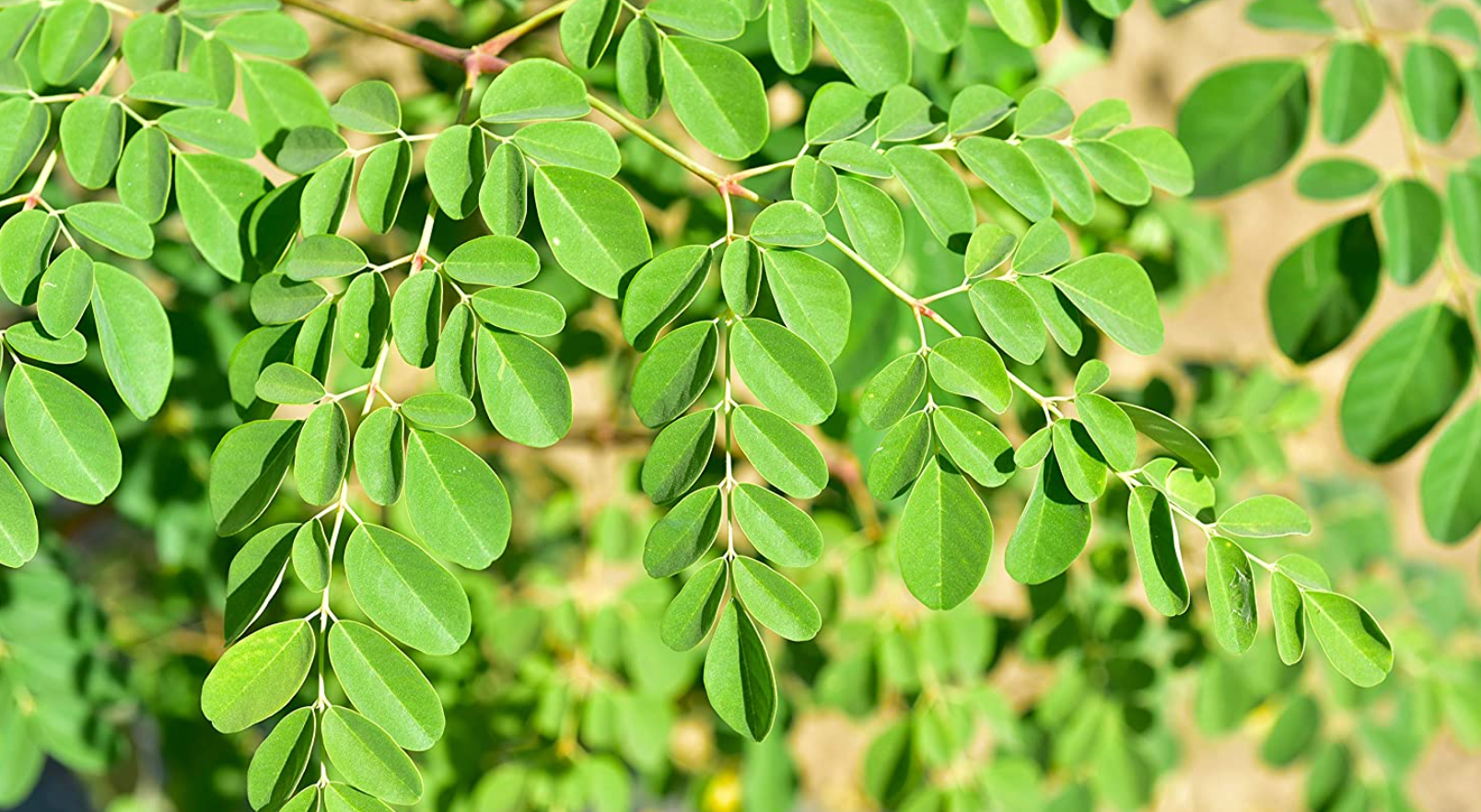 Moringa Oil: The Miracle Tree's Gift to Skin Healing